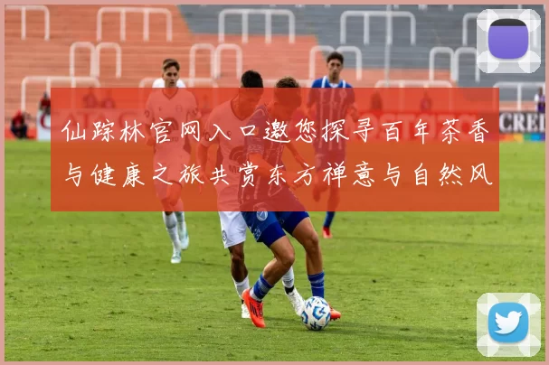 仙踪林官网入口邀您探寻百年茶香与健康之旅共赏东方禅意与自然风